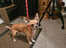 APPLE HEAD CHIHUAHUA BOY.
