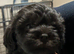 Shi poo puppies for sale