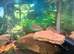 Aquastyle 850 curved aquarium with fish