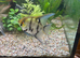Pair of adult angelfish