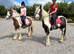 13'3/14h - 8yo - gypsy cob mare