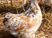 Millefleur Pekins girls for sale