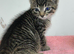 Maincoon x tabby kittens