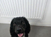 Beautiful loving one year old female