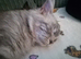 Male Maine coon