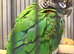 Edinburgh, Gentle Blue-crowned Conure, seeking for a new home!