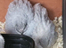 Cute button quail chicks