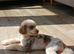 Stunning toy cockerpoo puppies