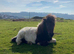Shetland gelding