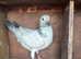 4x baby tippers (READ )