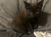 Last Kitten now! Male stunning colours !