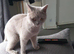 Beautiful Full British Shorthair Lilac Queen 2 Years