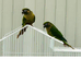 Proven breeding Pair of Conures