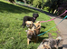 Brussels Griffon
