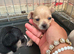 Beautiful smooth hair chihuahua puppies