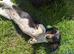 Miniature pie bald dachshund