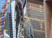 16 young aviary cockatiels pied pearl lutino and greys