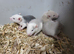 Female friendly rats