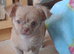 Ready Now Long coat chihuahua males