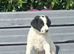 Amazing Border Collie X Lurcher Puppies