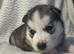 Stunning husky pups