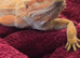 Red bearded dragon, male please read advert