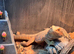 Bearded dragon & enclosure for sale