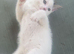 Kitten