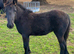 Registered dales filly foal