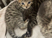 Sweet Kittens