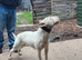 english bull terrier male