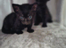 Stunning fluffy Sphynx kittens