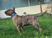 6 month old kc reg bull terrier