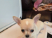 Adorable chihuahua puppies ready for there forever home