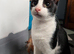 Indoor Rescue Cat Mickey For adoption