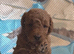 Beautiful red toy poodle puppies
