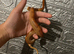 Baby corn snake