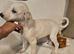 Lovely lurcher puppies