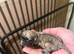 Pug puppies