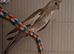 2 bonded unsexed cockateils