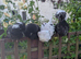 9-14 weeks of age, chickens looking for new homes