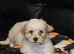 Maltipoo to re-home