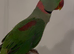 Alexandrine Parrot for sale