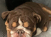 Fenglish bulldog stud