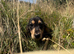 KC Male Long Coat Miniature Dachshund Puppy