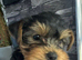 Yorkshire Terrier puppy