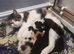 Kittens for sale READY NOW