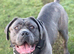 Blue Brindle Cane Corso