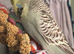 Tame exhibition Budgie