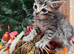 RAGDOLL CROSS KITTENS
